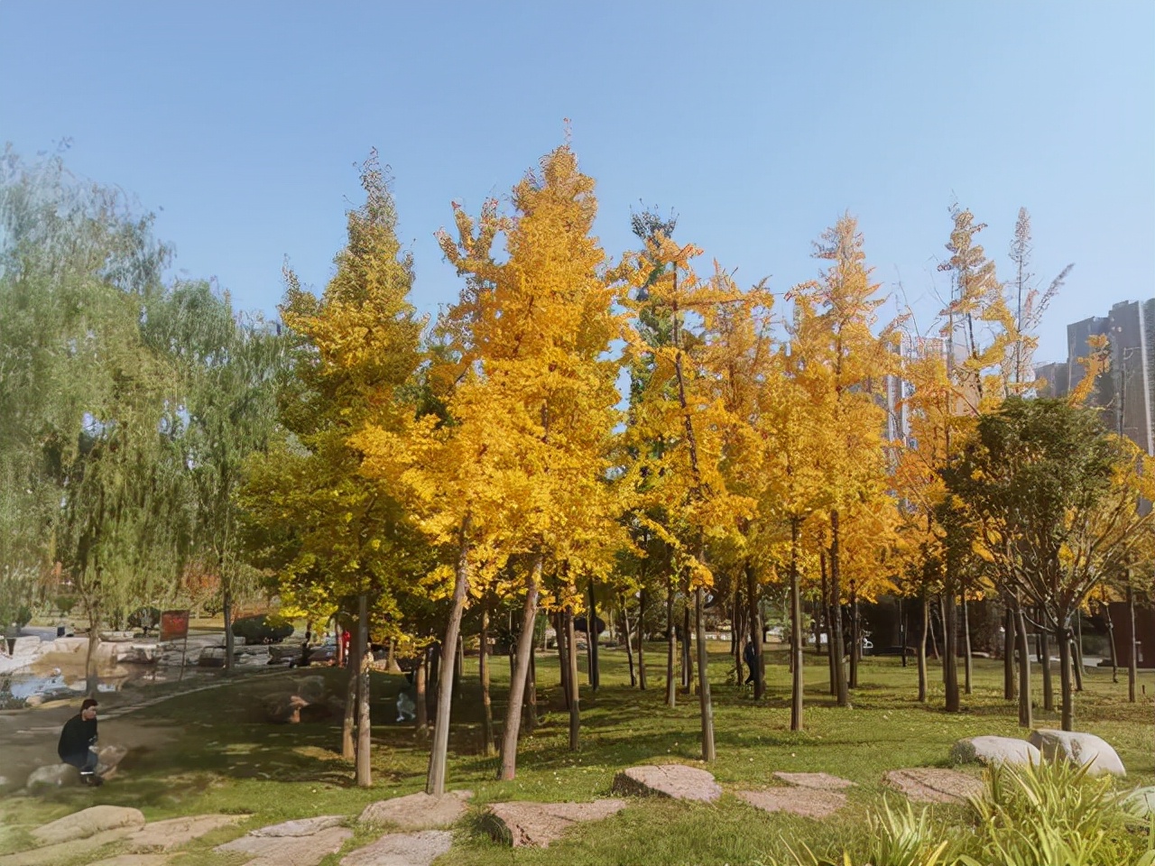秋日秦東人和公園隨筆--愚敏作品